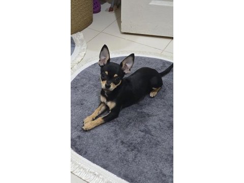 1 yaşında pinscher uysal pet eğitimi var