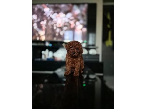 Kore toy poodle yavrular