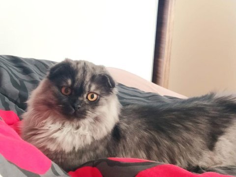 Scottish fold balım a yeni sahip