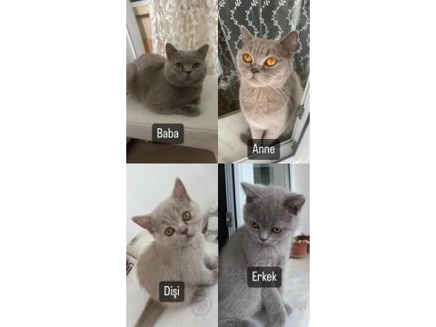Sevimli safkan british shorthair yavruları acil
