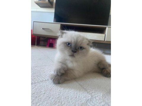 Scottish fold (kahve) ve scottish fold blue point (lokum)