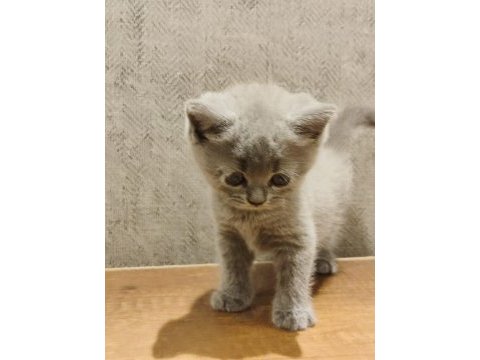 British ve scottish fold yavrular yeni yuvalarını arıyor