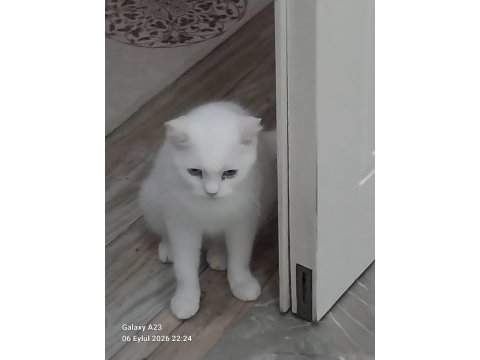 Kedimizi bedava sahiplenmek isteyen bana ulaşsın