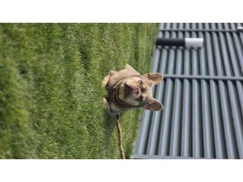 İsabella tan french bulldog (fluffy-coco) carrier