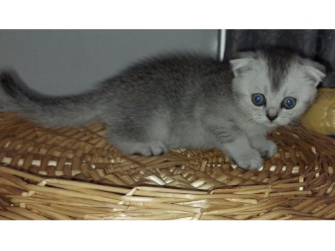 45 günlük scottish fold yavrularımıza yuva arıyoruz