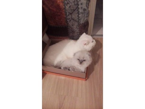 Scottish fold blue point 3 aylık erkek