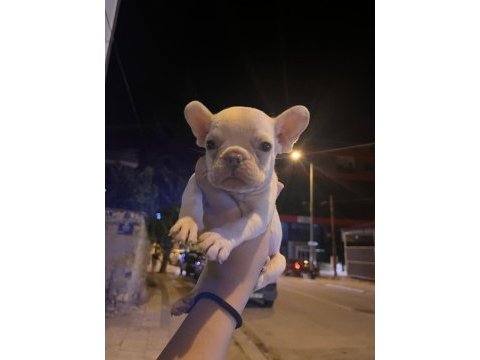 Egzotik mavi gözlü french bulldog bebek