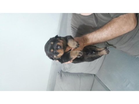 Rottweiler bebekler yenı sahıplerını beklıyor
