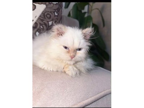 Maviş himalayan kızımız bella