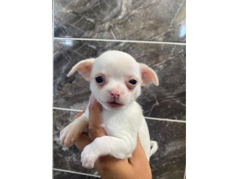 Elma kafa tea cup chihuahua