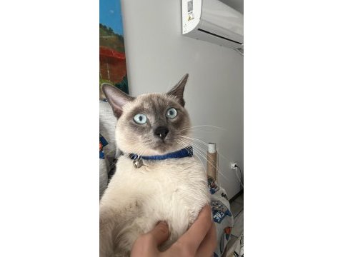 Siyam blue point oğluma eş arıyorum