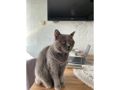 British shorthair ücretsiz sahiplendirme