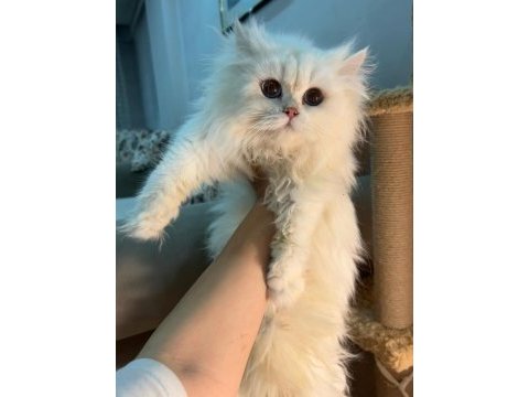 Blh ns1233 erkek british longhair yavrumuz