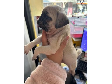 Pug bebekleri
