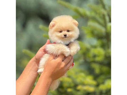 Pofuduk pomeranian cinsi yavrularımız