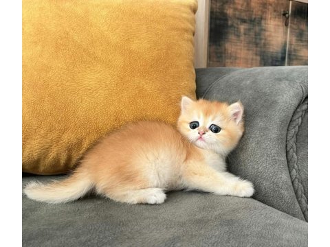 British shorthair golden değerli yavrular