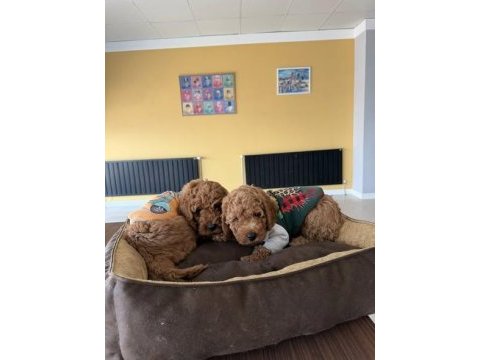 Wc eğitimli toy poodle yavrularımız teslime hazır ank