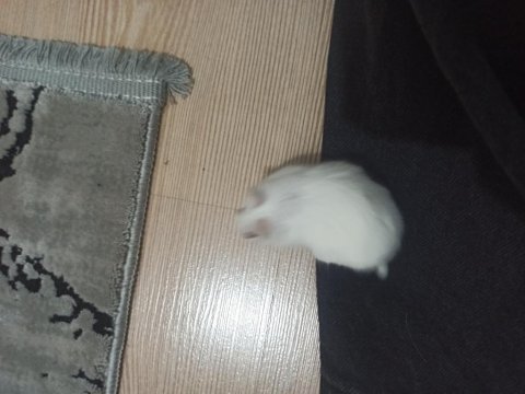 Beyaz gonzales hamster