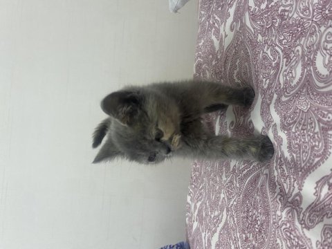 2 aylık british shorthair dişi yavrumuz