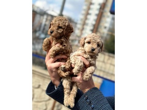 Poodle bebekler