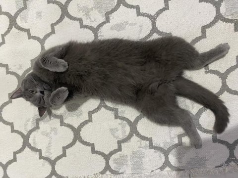 1 yaşında dişi british shorthair