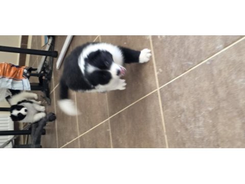 Muhteşem border collie yavrular