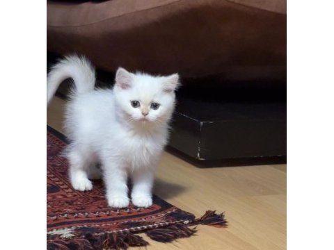 Kıymetli yavru kedilerim
