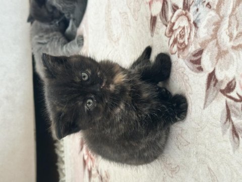 British shorthair 2 aylık erkek