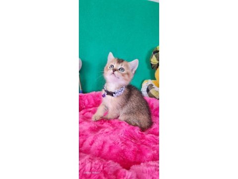 British shorthair
