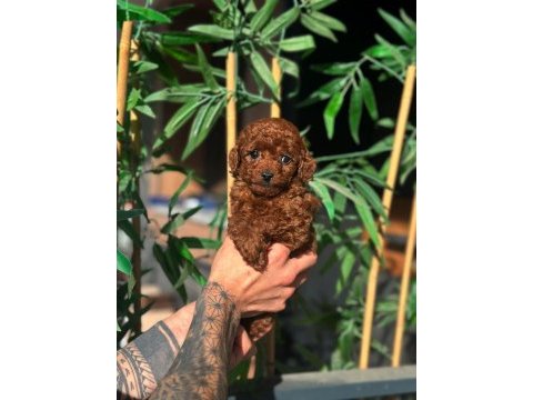 Korean poodle yavrularımız