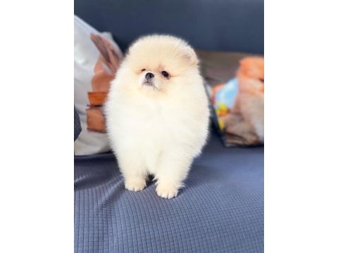 Pomeranian çifliğinden muhteşem yavrular