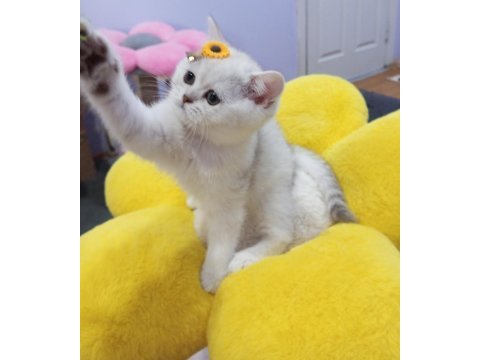 Silver shaded safkan british shorthair yavrular catteryden