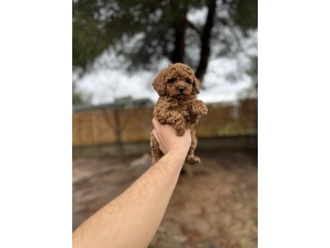 Red poodle yavrularımız 