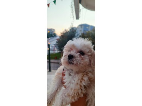 Akıl küpü minik maltipoo paticik