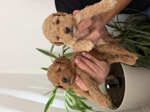 Toy poodle bebekler