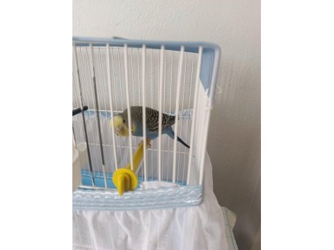 Muhabbet kuşu 2 yaşında