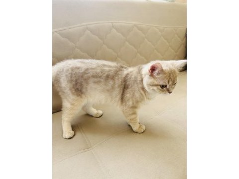 British shorthair kedisi