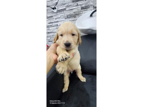 Baby face golden retriever yavrular