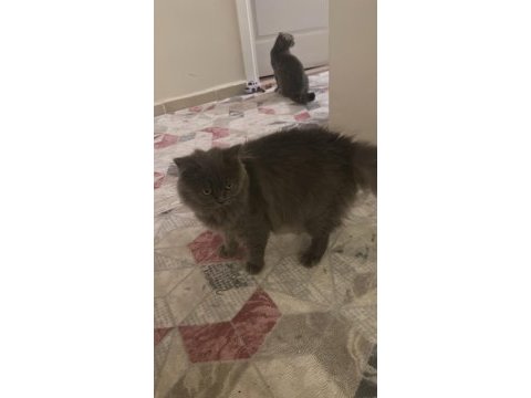 British longhair hera hanım