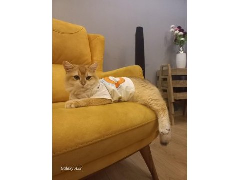 British shorthair golden ny12