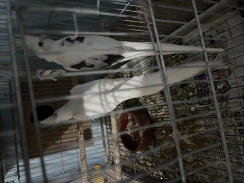 Heawy albino cf yavru verir full sultan