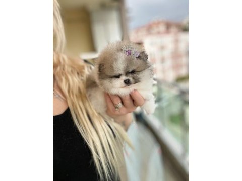 Efsane teacup sıfır burun dişi pomeranian boo