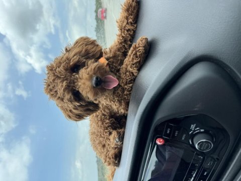 Toy poodle 1 yaşında