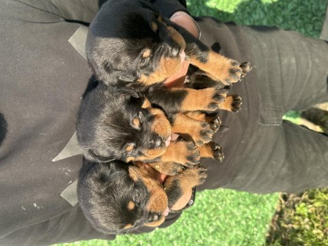 Grand türkiye şampiyonu anne babadan star rottweiler yavru
