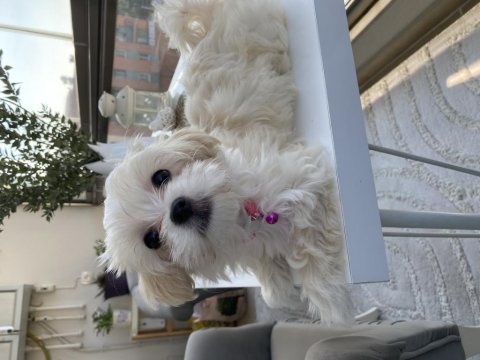 Güzel cindy maltese