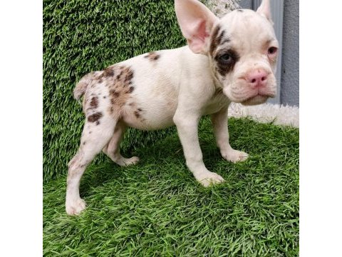 French bulldog harika güzellikler
