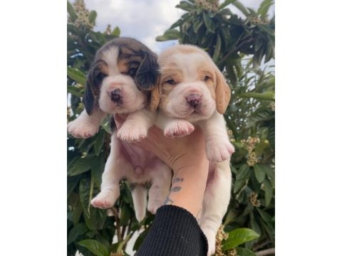 Üst kalite beagle yavrular