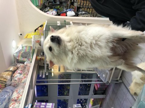 Eğitimli pomeranian spitz