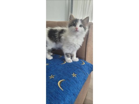 Tekir kedisi yavrular