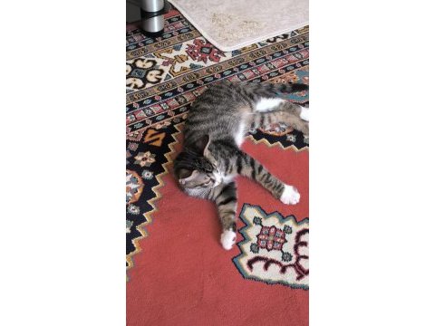 Sağlık probleminden dolayı kedimiz